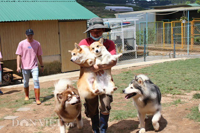 Những chú chó được tắm rửa sạch và đưa lên sân chơi riêng. Diện tích tất cả khuôn viên khoảng 5.000m2 được Trí sắp xếp 20 căn phòng riêng cho từng loại. Bên cạnh đó, anh còn xây dựng hai phòng tập thể dành cho những chú chó con.