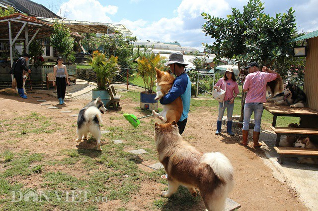 Chủ nhân của trang trại chó này là 9X Lê Minh Trí. Anh Trí cho biết, trang trại của anh có 48 chú chó với nhiều loại giống khác nhau như Alaska, Akita, Cookies, Corgy, Poodle...