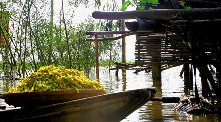 Anh Nguyễn Văn Vân, huyện Châu Thành (Tiền Giang) cho biết: “Vào cuối mùa nước nổi, bông ngày càng khan hiếm. Hai vợ chồng tôi tranh thủ đi hái từ chập tối. Mỗi người hái được khoảng 7,5kg – 10kg, có người năng suất hái được 12kg/buổi. Năm nay nước dâng cao, bông ra nhiều, hái bông không ngơi tay, vì vậy thu nhập cũng kha khá”. (Ảnh: Dân Việt)