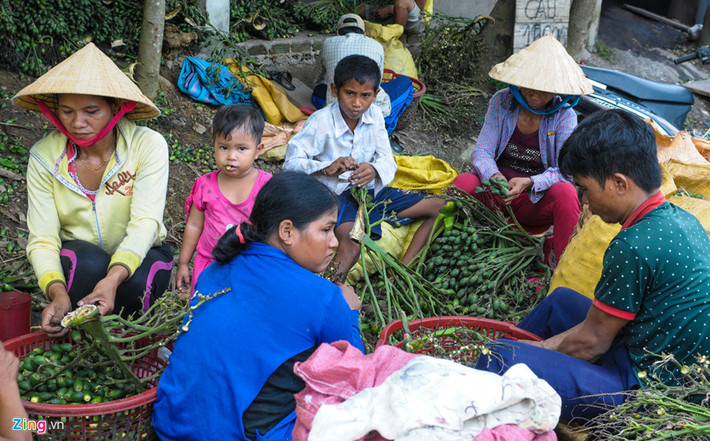 Sau khi thu mua trái tươi về, người dân tập trung phân loại trước khi đưa vào lò luộc, hấp sơ chế.