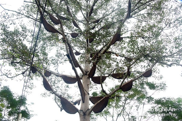 Cây gạo này thuộc sở hữu của gia đình bà Nguyễn Thị Hoàn từng gây xôn xao cộng đồng mạng khi có 13 tổ ong về làm tổ (năm 2015), sau nâng lên 30 tổ. Đến nay, đàn ong đã tăng lên 60 tổ. Ảnh : Đào Thọ