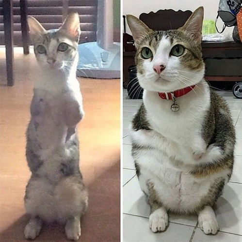 Chủ của chú nói rằng, đây là một con mèo rất tích cực. Chú yêu cuộc sống này và tận hưởng hết mình với nó.