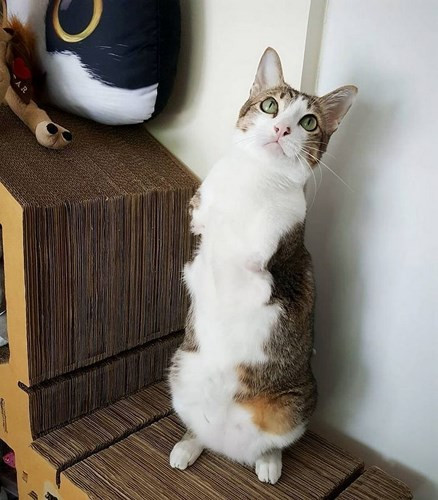 Người chủ này đặt tên chú là Able bởi vì chú mèo 2 chân này có thể làm bất cứ điều gì như những con mèo bình thường khác làm được.