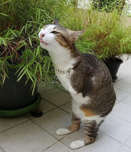Able có thể trụ vững trên hai chân của mình.