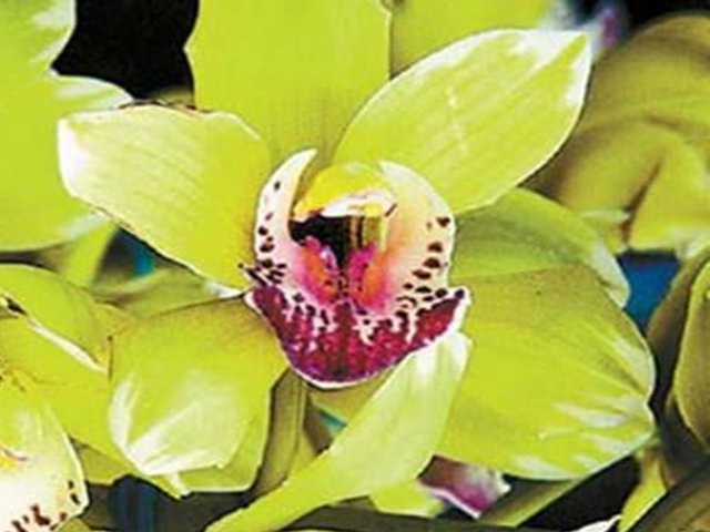 Mất khoảng 4-5 năm, một cây phong lan Nongke Thâm Quyến mới lại nở hoa. Vì thế không phải ai và không phải lúc nào người ta cũng được chiêm ngưỡng loài hoa này trong đời sống.
