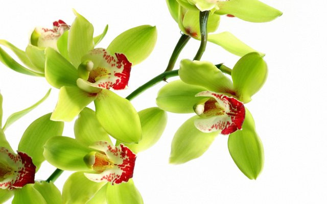 Hoa phong lan Nongke Thâm Quyến là loài hoa được sáng tạo bởi bàn tay con người và tên gọi được đặt bằng tên nhóm tiến hành thí nghiệm.
