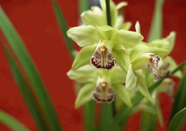 Đồng thời, chỉ có những cây hoa đẹp nhất, quyến rũ nhất mới được phép đưa ra ngoài thị trường.