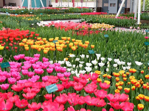 Với hơn 800.000 du khách mỗi năm Keukenhof thể hiện đẳng cấp thế giới và luôn là điểm sáng giá nhất khi nói đến các điểm du lịch hàng đầu của Hà Lan.