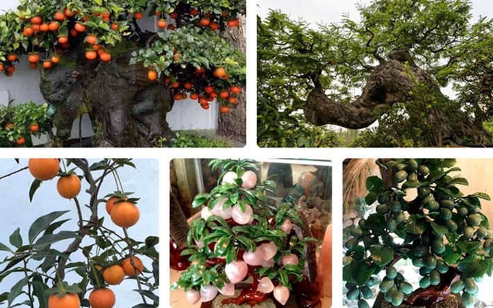 Thị trường Tết năm nay xuất hiện nhiều loại cây cảnh độc đáo, giá đắt đỏ như hồng đá bonsai, đào tiên thạch anh...