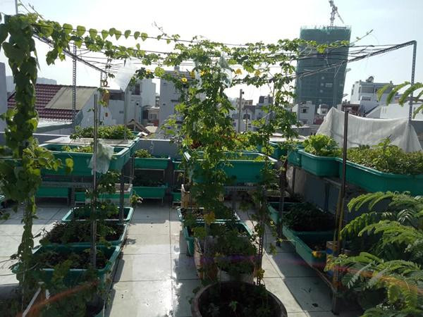 Sân thượng chỉ rộng khoảng 15m2 nhưng nhờ vào việc khéo léo trong cách bố trí và sử dụng kệ sắt, khay nhựa, giàn leo nên khoảng diện tích ấy đã được chị Phương Lynh (TP HCM) biến thành khu vườn với đủ các rau củ quả.