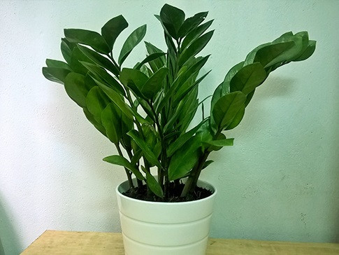 Chọn đúng cây phong thuỷ cho từng con giáp giúp bạn tăng cường tài vận trong sự nghiệp và mang lại may mắn trong cuộc sống. Nếu bạn chưa có cây phong thuỷ cho mình thì hãy trồng ngay từ bây giờ. Tý: Kim Tiền. Người tuổi Tý thường có tài lộc, cuộc đời hiếm khi thiếu tiền, nhưng lại tiêu xài lãng phí. Đặt chậu cây kim tiền trong nhà có thể nâng cao vận khí và nắm bắt cơ hội phát tài.