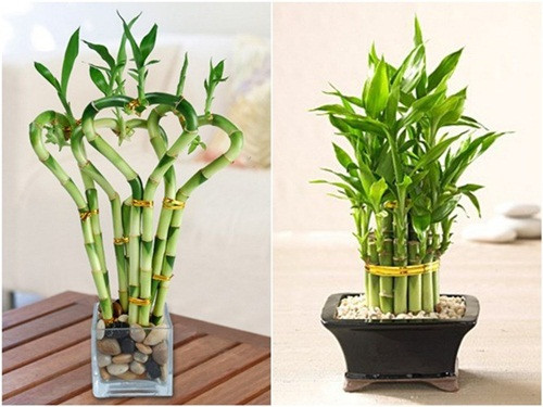 Mão: Trúc phú quý: Khảng khái, quan hệ rộng rãi, biết đối nhân xử thế nên tài lộc của bạn rất tốt. Cả đời không lo chuyện tiền bạc. Đặt một chậu trúc phú quý (số nhánh là số lẻ) trên tủ lạnh để giúp bạn đẩy nhanh tốc độ làm giàu, tài lộc vào nhà nhiều hơn.