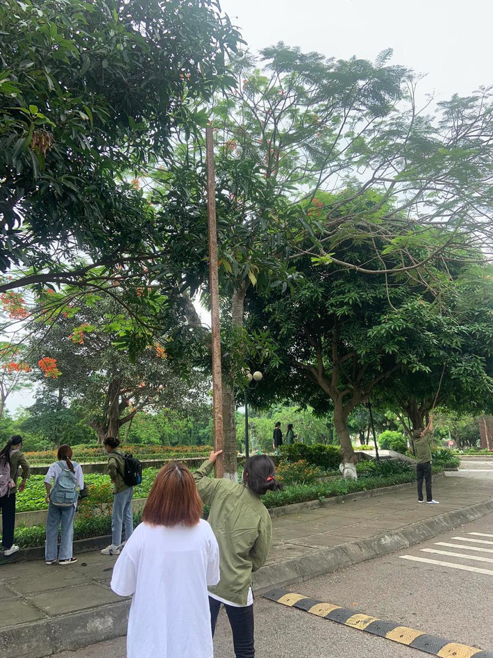Những trái xoài xanh lủng lẳng, ngon lành, chỉ cần nhìn là đã “chảy cả nước miếng”. Lúc ấy, ai cũng ao ước mình có thể “vặt” sạch những chùm xoài kia. Ảnh: Phạm Ánh-Lang Thang Hà Nội