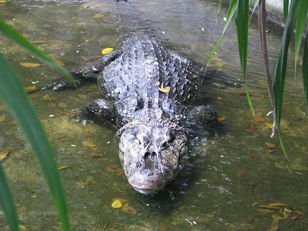 Ngoài khả năng rình mồi và lớp ngụy trang hoàn hảo, cá sấu đen Caiman còn có lực hàm cực mạnh. Chúng thường đớp rồi lôi con mồi xuống nước, lộn tròn để xé xác.