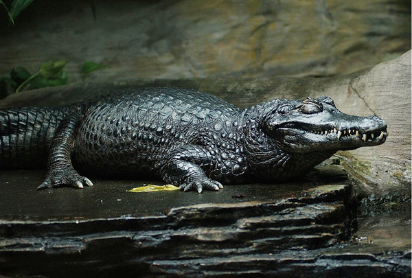 Cá sấu Caiman đen cư trú ở phía bắc Nam Mỹ và có thể được tìm thấy trên phần lớn lưu vực sông Amazon từ Peru và Ecuador về phía đông đến Guyana và Suriname.