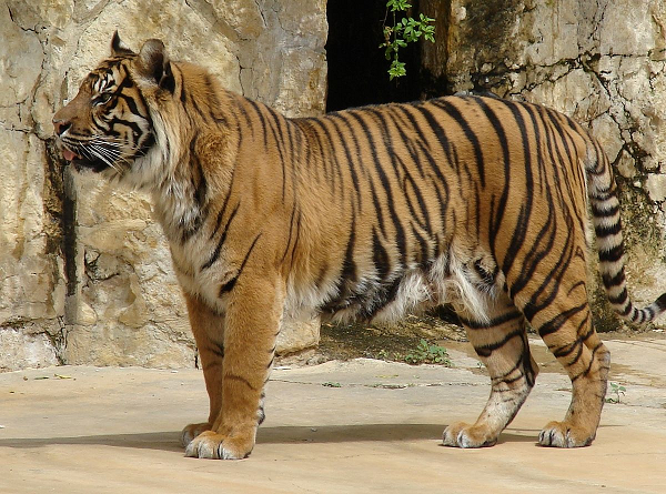 Sống chủ yếu trong các khu bảo tồn trên đảo Sumatra, hổ Sumatra là loài hổ duy nhất còn lại ở Indonesia. Loài hổ nhỏ nhất này được coi là loài cực kỳ nguy cấp trong Sách Đỏ của Liên minh Bảo tồn Thiên nhiên Quốc tế.