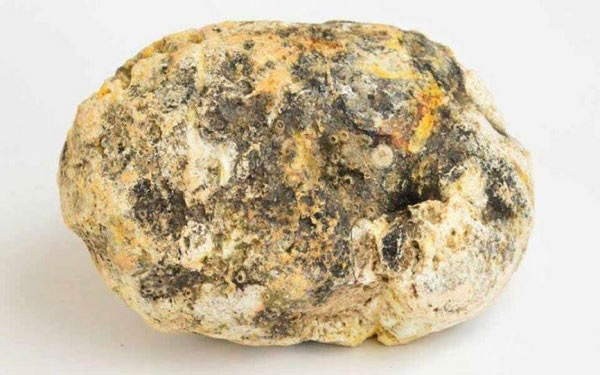 Cá nhà táng chủ yếu bắt động vật như cá mực, bạch tuộc... Trong mồm những động vật này có hàm bằng chất sừng dẻo cứng và răng, không dễ tiêu hóa, sau khi cá nhà táng ăn vào trong, đường ruột của nó bị kích thích sẽ tiết ra một loại chất đặc thù... long diên hương.