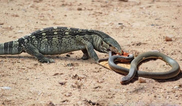 Kỳ đà chính là một trong những "khắc tinh" của rắn hổ mang bởi nó có thể ăn thịt mọi loại rắn, kể cả rắn độc, bao gồm hổ mang. Nhiều người cho rằng kỳ đà miễn dịch với nọc độc rắn.
