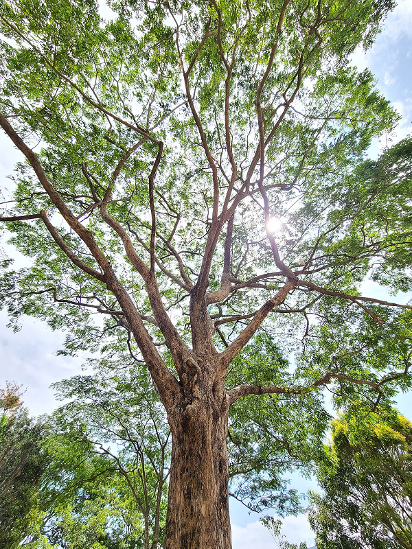 Gỗ giáng hương mắt chim còn được gọi là giáng hương Ấn, tên khoa học là Pterocarpus indicus được tìm thấy tại Đông Nam Á, bắc Châu Úc, Trung Quốc, quần đảo Solomon, Ấn Độ…