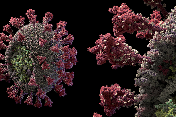 SARS-CoV-3 chính là virus SARS-CoV-2 biến đổi khi lây truyền từ người sang động vật. Mỗi khi virus truyền từ loài này sang loài khác, nó sẽ thay đổi nhiều vì phải thích nghi về mặt di truyền với vật chủ mới.