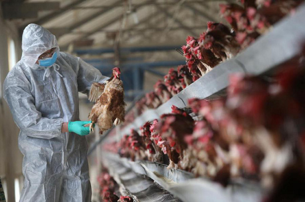 Tuy nhiên, cúm gia cầm H5N6 có thể lây sang người và gây tử vong. Mới đây Trung Quốc báo cáo 21 ca mắc biến chủng H5N6 trên người, tăng gấp 4 lần so với năm ngoái.