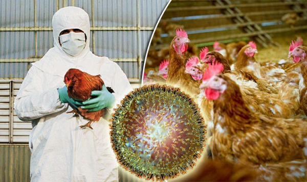 Cúm gia cầm là một loại bệnh cúm do virus từ các loài gia cầm (hay chim) gây ra, có thể xâm nhiễm một số loài động vật có vú. Virus này được phát hiện lần đầu tiên là tại Italy vào đầu thập niên 1990, hiện xuất hiện ở hầu hết các nơi trên thế giới.