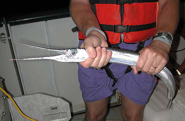Cá nhái hay còn gọi là cá nhói, có tên khoa học là Belonidae, tên tiếng Anh là Needlefish. Thoạt nhìn chúng có vẻ nhỏ nhắn, mảnh mai nhưng đây lại là loài cá nguy hiểm nhất thế giới đối với con người.