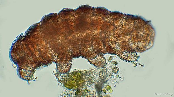 Tardigrade là những sinh vật với sức sống mãnh liệt, một số loài có thể tồn tại tới 30 năm mà không cần thức ăn. Chúng được tìm thấy ở những nơi điều kiện sống khắc nghiệt đến mức không tưởng như vùng băng giá địa cực, trong môi trường gần như nước sôi ở các miệng núi lửa, ở những nơi chết chóc, thiếu nguồn sống nhất trên thế giới...