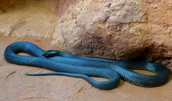 Taipan nội địa hầu như chỉ ăn các động vật có vú nhỏ. Chuột là thực phẩm yêu thích của nó.