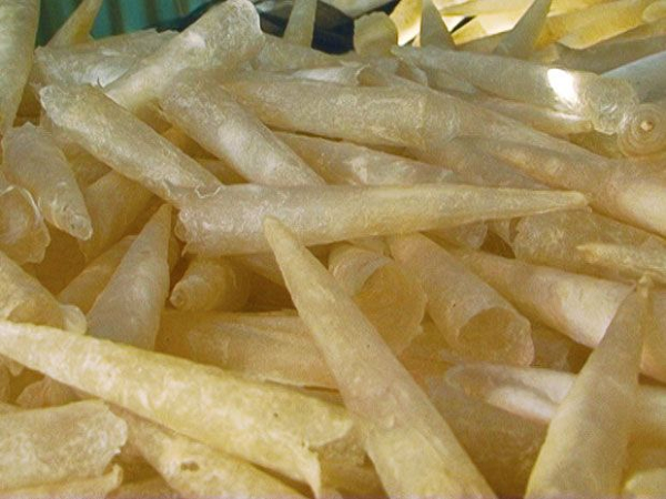 Mỗi con cá thông thường chỉ có một chiếc bong bóng duy nhất nên có thể nói đây là mặt hàng này siêu hiếm. Bong bóng cá là 1 trong những cơ quan nội tạng của cá, có hình dạng như chiếc túi chứa đầy không khí bên trong.