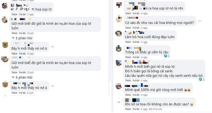 Nhiều cư dân mạng đã trầm trồ khen ngợi vẻ đẹp của loài hoa súp lơ. Dù hoa nở rất đẹp nhưng nhiều người cũng không khỏi xót xa cho người nông dân, bởi khi súp lơ quá lứa, cây không thu hoạch bán được mới nở hoa như vậy.