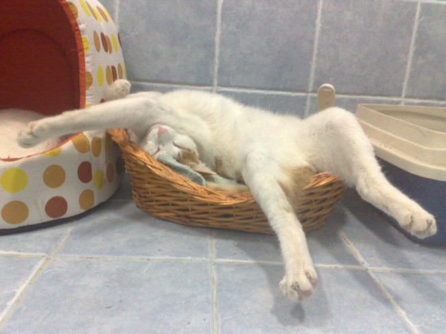 Tư thế ngủ khó đỡ của một chú mèo. Ảnh: Brightside.
