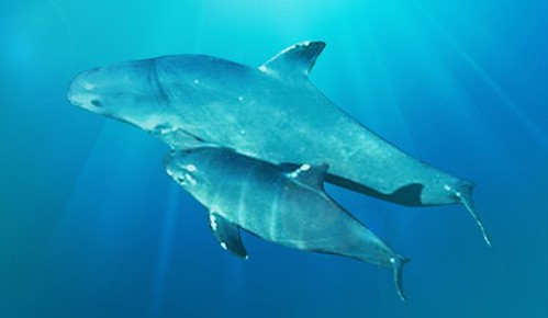 Đặc điểm nổi bật khác của vaquita là vây lưng cao hình tam giác và đầu tròn không có mỏ.(Ảnh:Flickr)