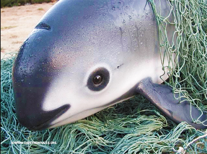 Vaquita thường sống ở các đầm phá nông, đục dọc theo bờ biển và hiếm khi được nhìn thấy ở độ sâu hơn 30 mét. Môi trường sống của chúng được đặc trưng bởi nước đục với nhiều con mồi giàu dinh dưỡng. Tuy nhiên, số lượng vaquita đã giảm mạnh trong những năm gần đây, chủ yếu do bị mắc vào lưới rê của các hoạt động đánh bắt cá trái phép.(Ảnh:Earth.com)