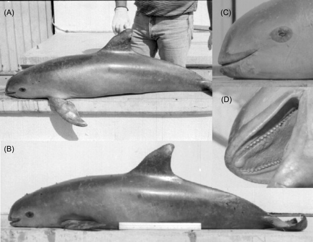 Hiện nay, chỉ còn lại khoảng 10 cá thể vaquita trong tự nhiên, khiến chúng trở thành loài động vật có vú biển quý hiếm nhất thế giới. (Ảnh:ScienceDirect)