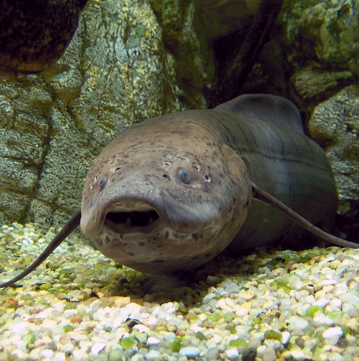 Cá phổi châu Phi (Protopterus) là một trong những loài cá đặc biệt nhất trên thế giới, nổi bật với khả năng sống sót trong điều kiện khắc nghiệt mà ít loài nào có thể chịu đựng được. Được tìm thấy chủ yếu ở các vùng nước nông và đầm lầy của châu Phi hạ Sahara, loài cá ngoan cường nhất hành tinh này có thể dài từ 44 cm đến 200 cm khi trưởng thành. (Ảnh:Wikipedia)