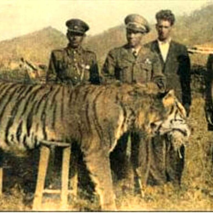 Đáng tiếc, hổ Caspi đã tuyệt chủng vào những năm 1960 do môi trường sống bị phá hủy và các hoạt động săn bắt của con người. Việc mở rộng nông nghiệp, xây dựng cơ sở hạ tầng và săn bắn không kiểm soát đã làm giảm đáng kể số lượng cá thể hổ, dẫn đến sự biến mất hoàn toàn của loài này.(Ảnh: Tiger Facts)