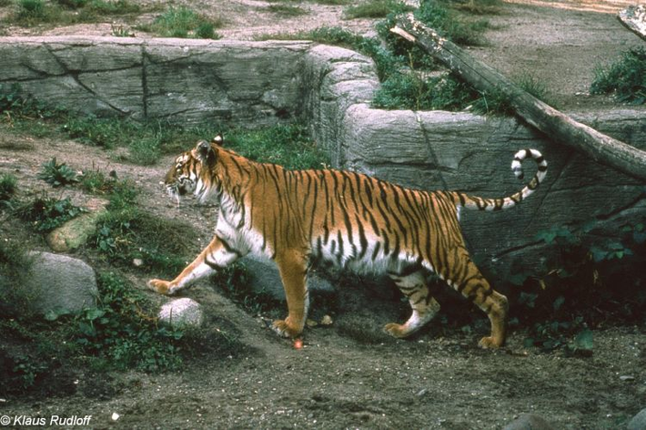 Hổ Caspi có kích thước lớn, dài khoảng ba mét và nặng hơn 136 kg. (Ảnh: BioLib)