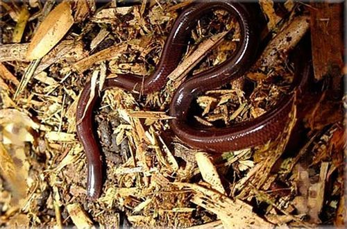 Một đặc điểm đáng chú ý của rắn giun là chúng sinh sản đơn tính (parthenogenesis), nghĩa là tất cả các cá thể được phát hiện từ trước đến nay đều là con cái. Mỗi lần đẻ khoảng 8 trứng, con nở ra có các đặc tính di truyền giống hệt con mẹ.(Ảnh: OzAnimals)