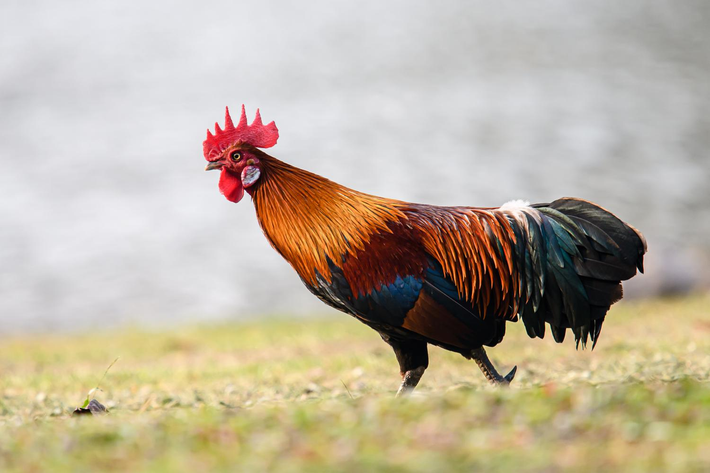 5. Gà rừng (Gallus gallus): Gà rừng có bộ lông sặc sỡ với màu đỏ, xanh lá cây và vàng. Chúng có tiếng gáy đặc trưng và khả năng bay ngắn. Gà rừng là loài động vật quý hiếm, thường sống trong các khu rừng nguyên sinh.(Ảnh: Thai National Parks)