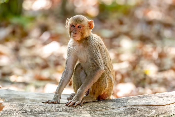 1. Khỉ vàng (Macaca mulatta): Khỉ vàng có bộ lông màu nâu vàng, phần mông và hai bên hông có màu nâu đỏ. Con trưởng thành có mặt màu đỏ và lông trên đỉnh đầu ngắn. Trong Sách Đỏ Việt Nam (2007), khỉ vàng được xếp ở cấp độ LR (lower risk) - bậc ít nguy cấp. (Ảnh: Wildlife Vagabond)