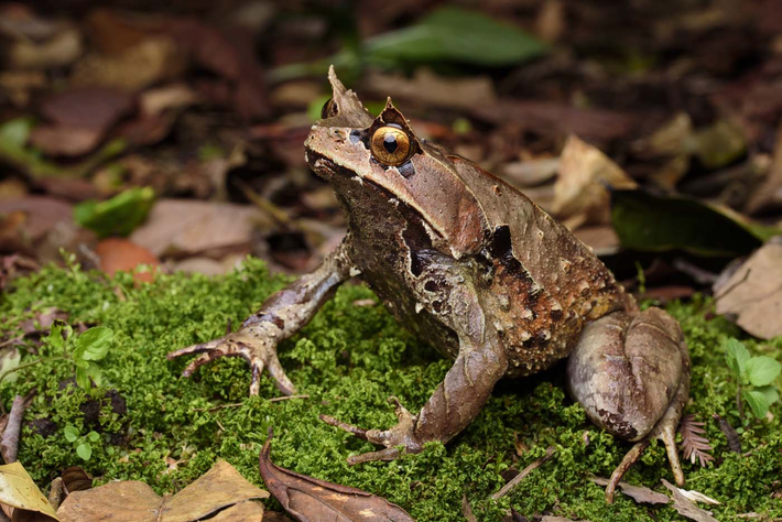 9.Ếch Bornean: Loài ếch này thở qua da thay vì phổi hay mang, giúp chúng sống tốt trong môi trường nước chảy xiết mà không bị cuốn trôi.(Ảnh:Save the Frogs)