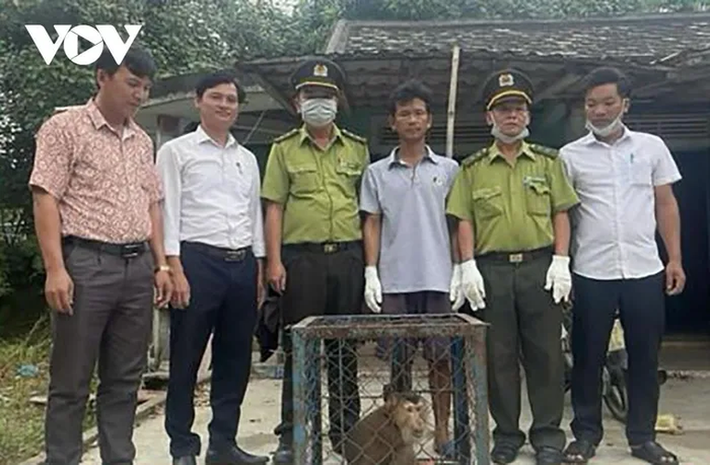 2. Khỉ mặt đỏ: Ngày 7/9, Hạt Kiểm lâm Phú Lộc, Thừa Thiên Huế, vừa tiếp nhận một con khỉ mặt đỏ nặng khoảng 7kg từ người dân và thả về môi trường tự nhiên. Ông Nguyễn Minh Vương phát hiện con khỉ quý hiếm này tại vườn nhà và nhanh chóng giao nộp cho cơ quan chức năng. (Ảnh: VOV)