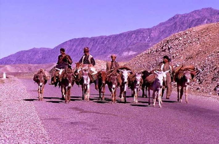 Đàn lạc đà đang thồ hàng di chuyển choán hết cả con đường.
