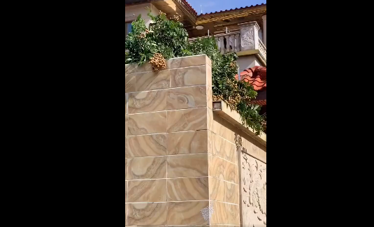 Trong đoạn clip, anh hàng xóm đã mạn phép nếm thử những trái nhãn thơm ngon rồi quay lại đăng tải lên TikTok.