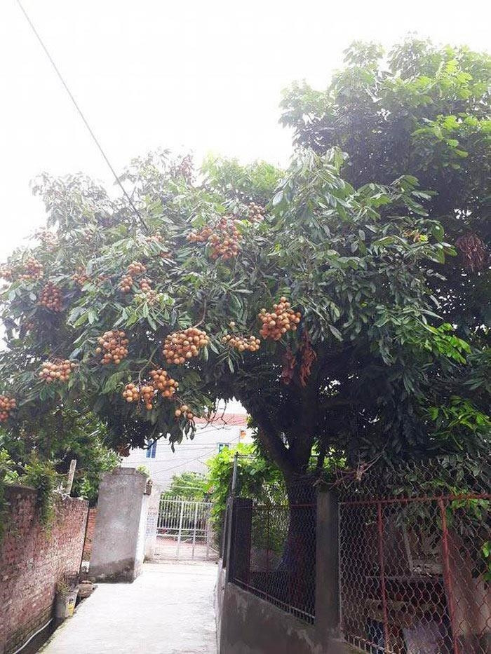 Sau khi loạt ảnh những cây ăn quả mọc "trái khoáy" được đăng tải nhiều cư dân mạng để lại bình luận vô cùng hài hước.