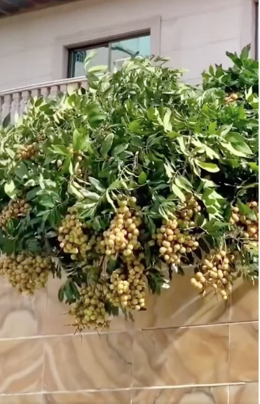 Mạng xã hội TikTok mới đây chia sẻ một đoạn clip khiến nhiều người thích thú về một cây nhãn lạ.