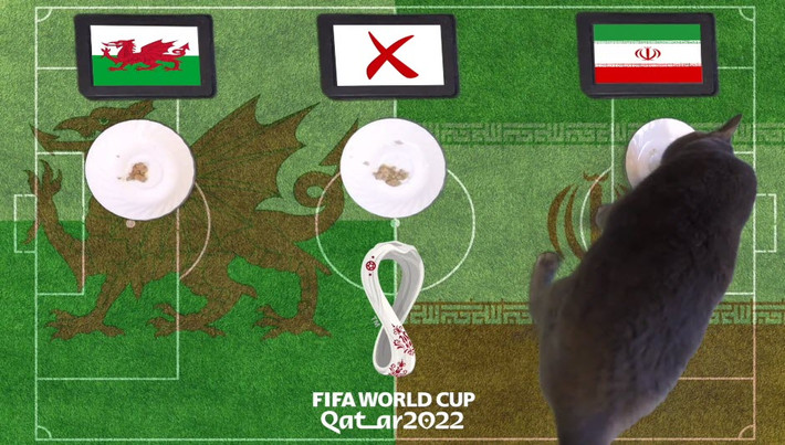Trước trận đấu Xứ Wales vs Iran, những nhà tiên tri động vật là chú mèo Cass và đại bàng Romeo đã trổ tài dự đoán bóng đá với chiến thắng nghiêng về đội tuyển Iran.