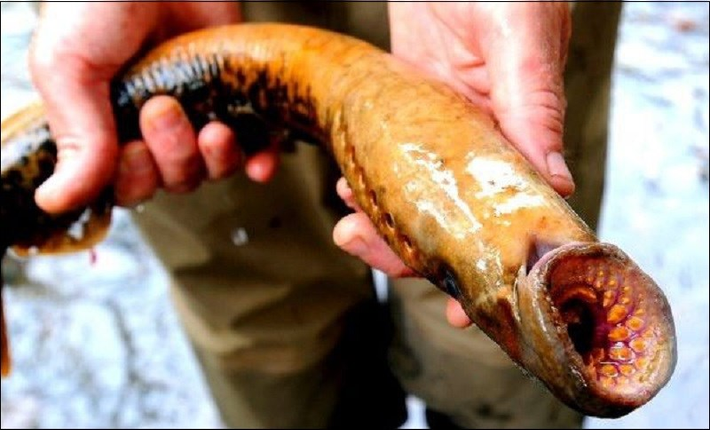 Bên trong đó là tế bào chất nhầy và tế bào sợi. Những tế bào chất nhầy có chứa hàng trăm túi nhầy cô đặc. Trong khi đó, mỗi tế bào sợi chứa một sợi protein cuộn phức tạp.