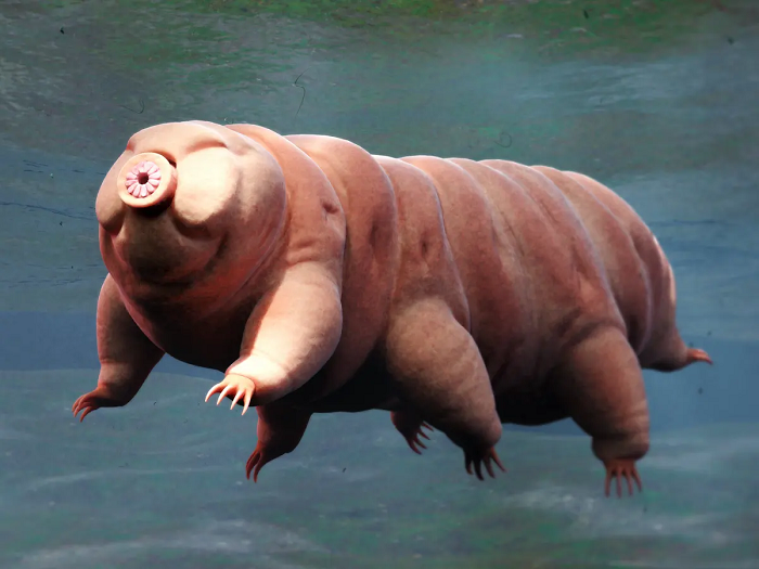 Tìm hiểu về giới hạn của "quái vật bất tử" Tardigrades mở ra cho giới khoa học những chân trời mới và vô số tiềm năng nghiên cứu, nhất là trong lĩnh vực thiên văn. Bởi lẽ, chúng là bằng chứng vững chắc cho thấy sự sống ngoài hành tinh vẫn có thể tồn tại ở những điều kiện "không sống được".